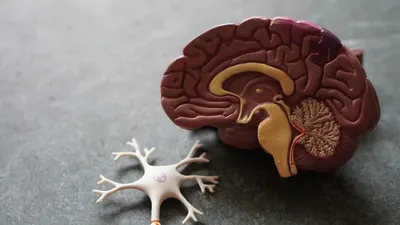 Proteína y Sistema Inmune: Esencial para Defensas