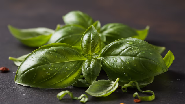 Albahaca fresca