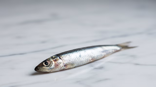 Anchoa