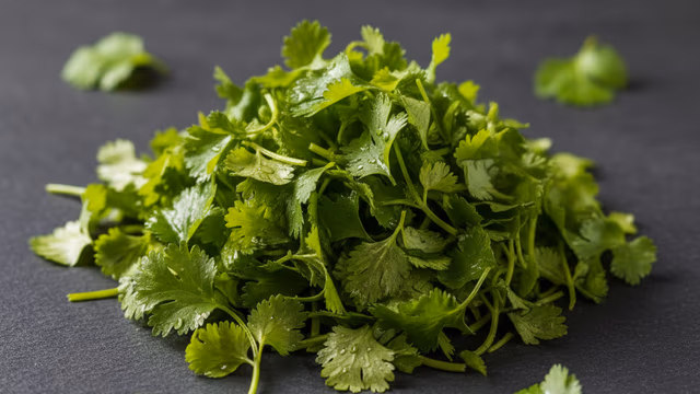 Cilantro fresco