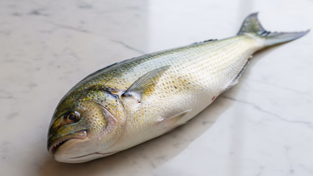 Dorado (mahi-mahi)