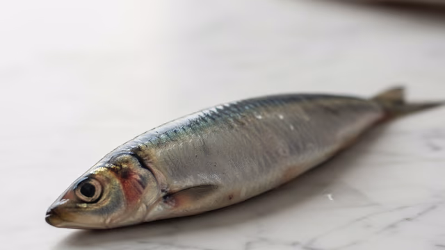 Sardina